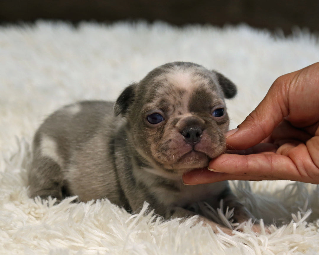 OPAL — Harlequin Merle Female Frenchie