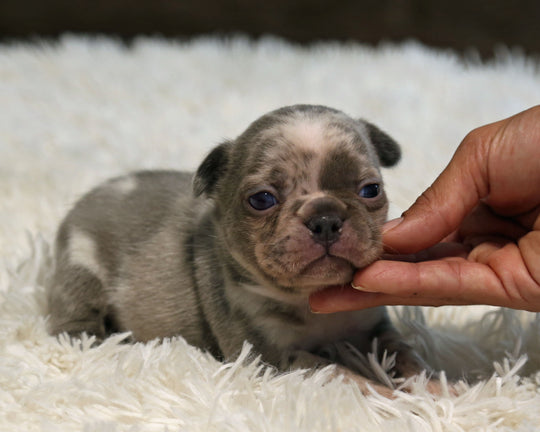 OPAL — Harlequin Merle Female Frenchie