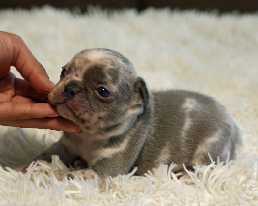 OPAL — Harlequin Merle Female Frenchie