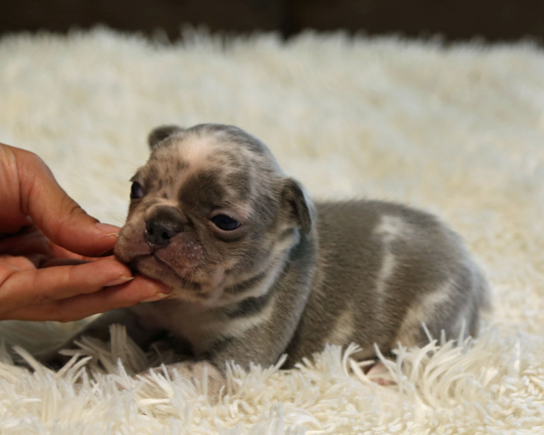 OPAL — Harlequin Merle Female Frenchie
