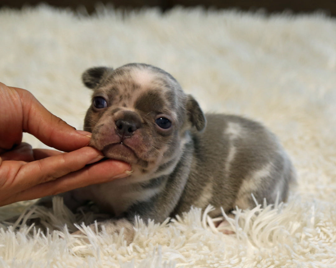 OPAL — Harlequin Merle Female Frenchie