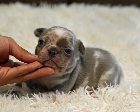 OPAL — Harlequin Merle Female Frenchie