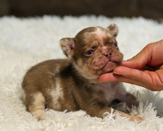 JASPER — Rojo Merle Male Frenchie