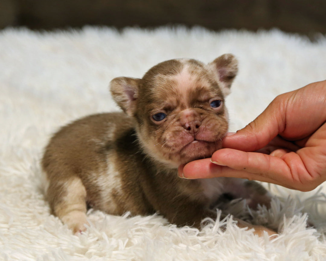 JASPER — Rojo Merle Male Frenchie