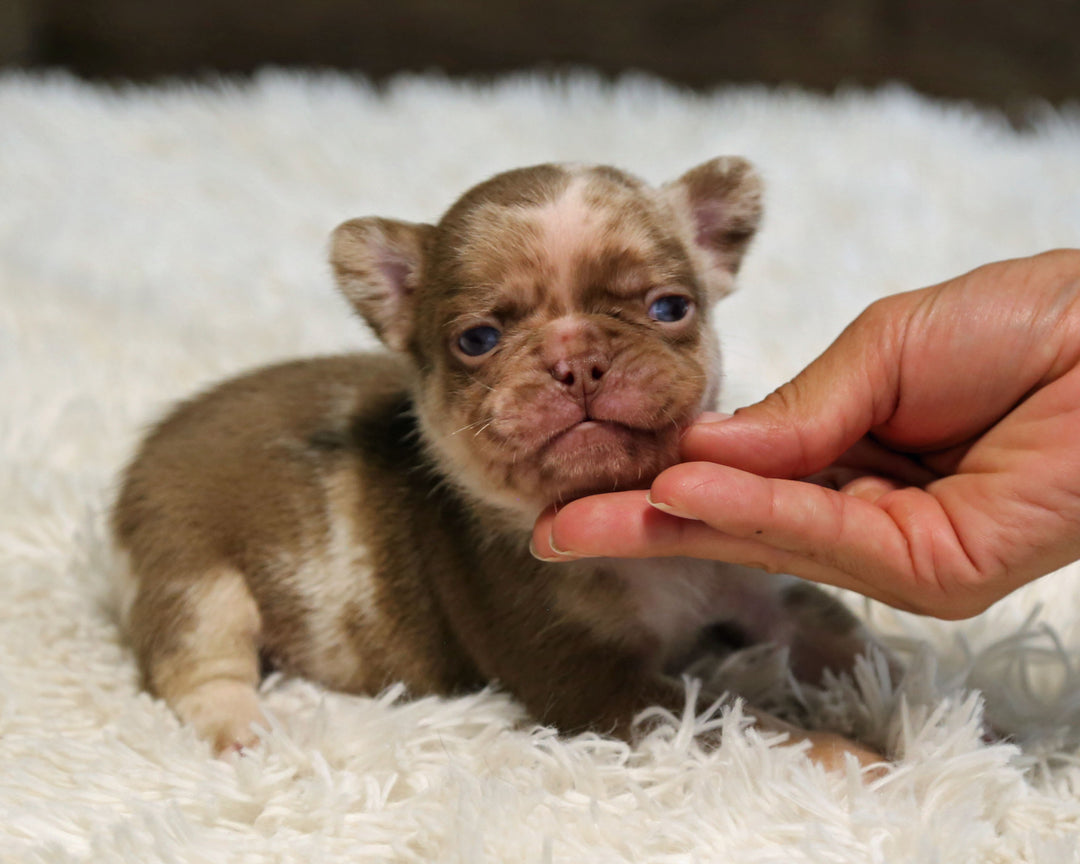 JASPER — Rojo Merle Male Frenchie