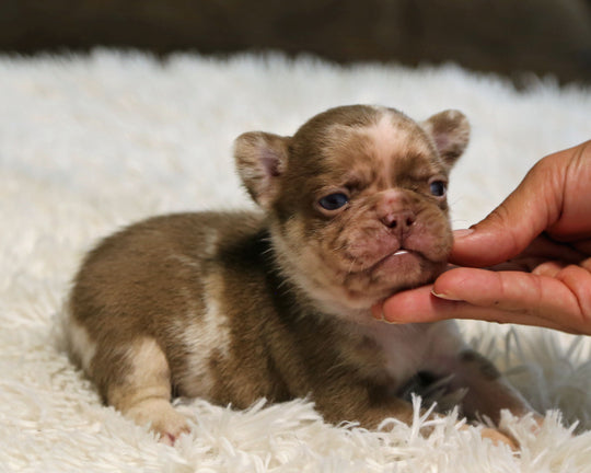JASPER — Rojo Merle Male Frenchie