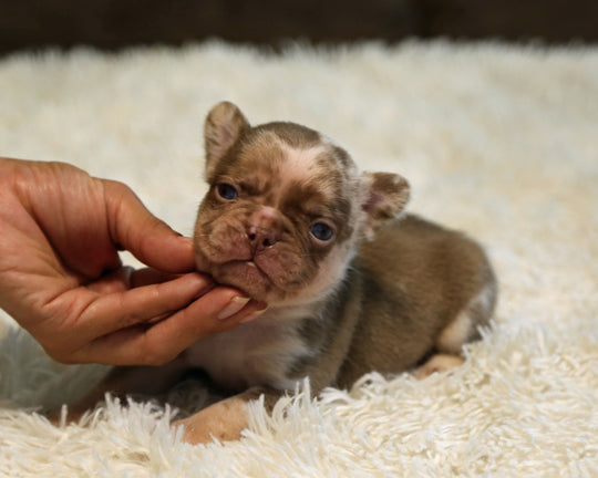 JASPER — Rojo Merle Male Frenchie