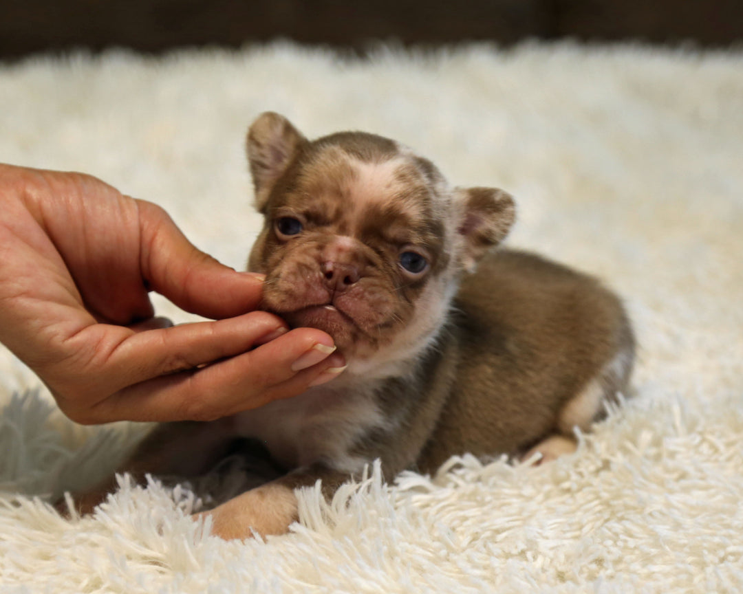 JASPER — Rojo Merle Male Frenchie