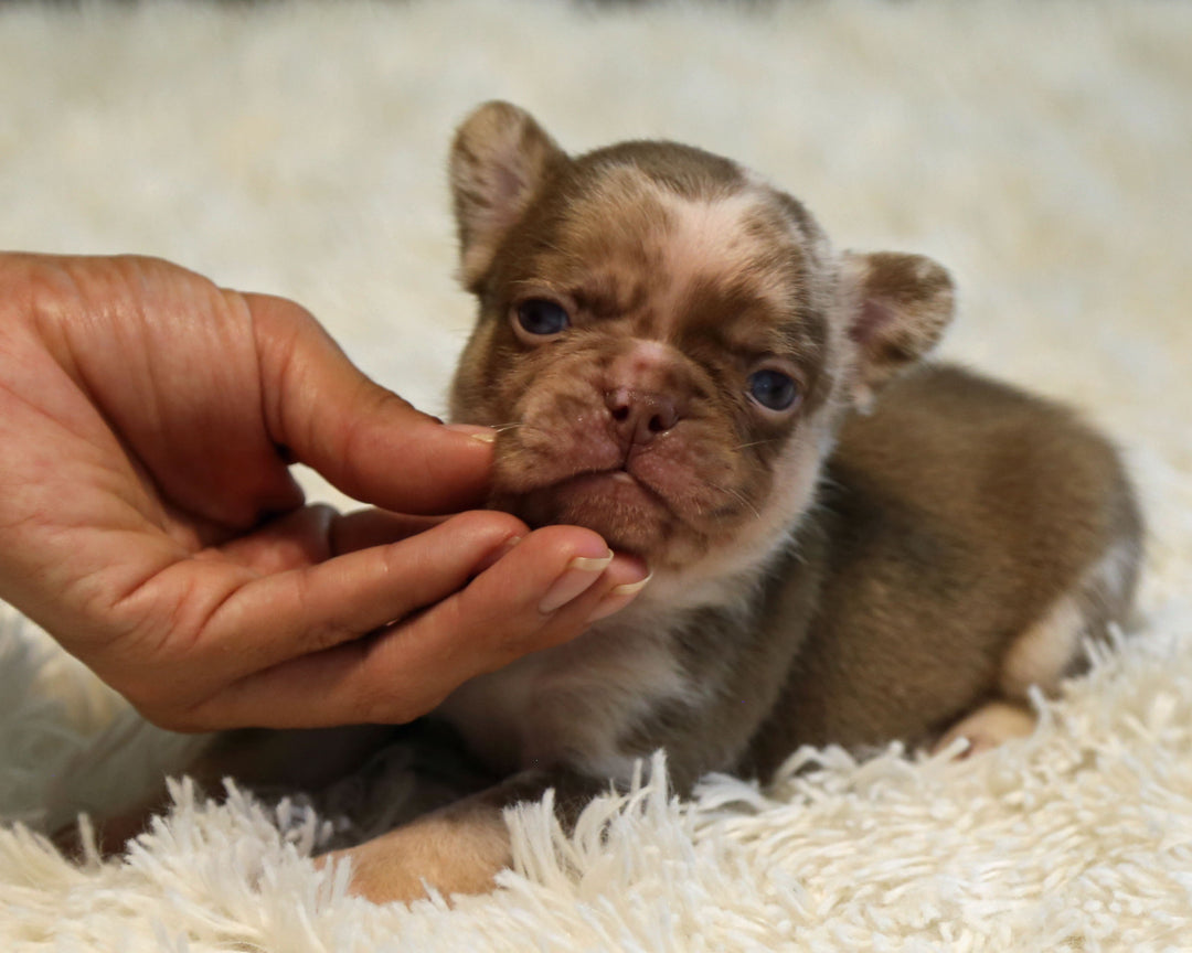 JASPER — Rojo Merle Male Frenchie