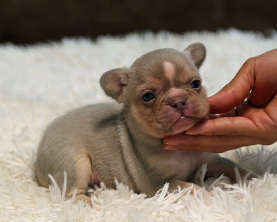 TITAN — New Shade Isabella & Tan Male Frenchie with White Blaze