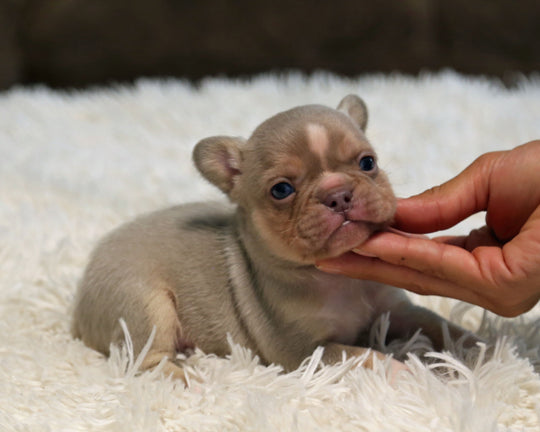 TITAN — New Shade Isabella & Tan Male Frenchie with White Blaze