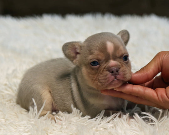TITAN — New Shade Isabella & Tan Male Frenchie with White Blaze