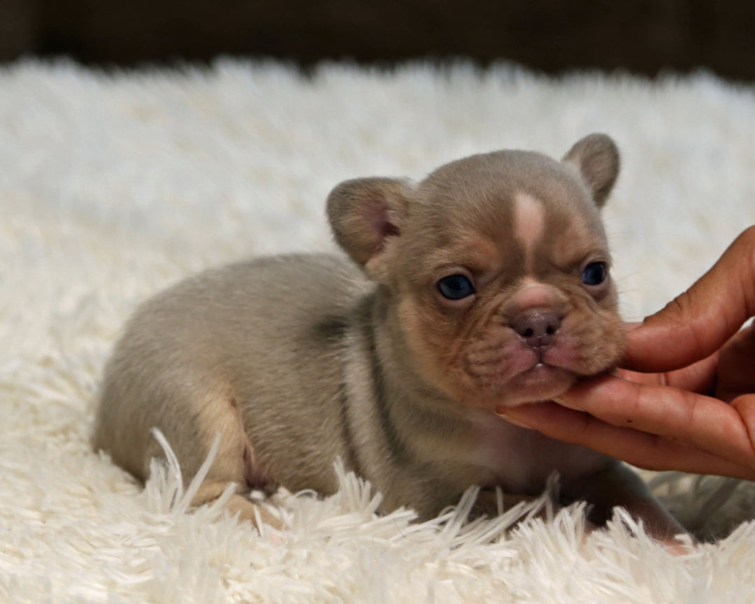 TITAN — New Shade Isabella & Tan Male Frenchie with White Blaze