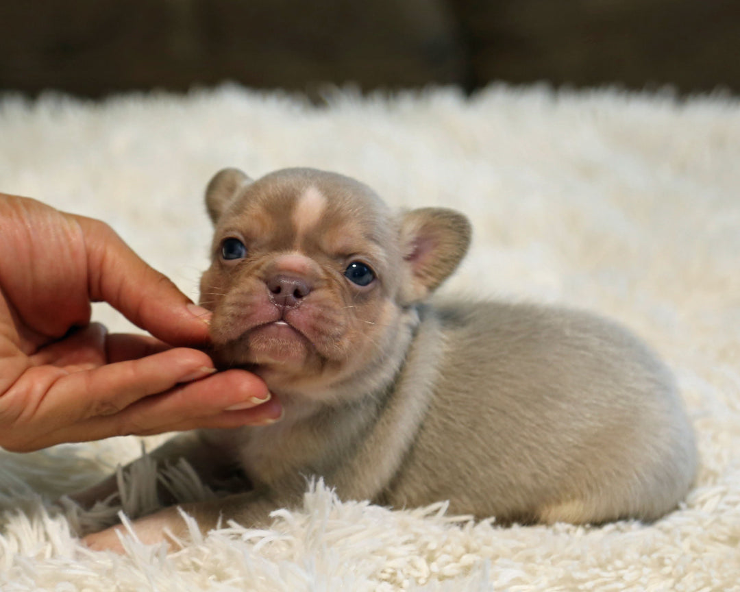 TITAN — New Shade Isabella & Tan Male Frenchie with White Blaze