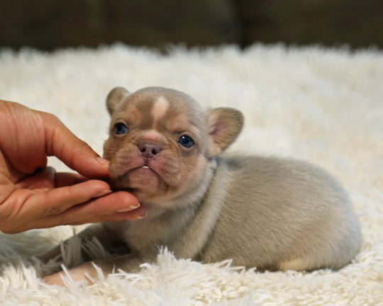 TITAN — New Shade Isabella & Tan Male Frenchie with White Blaze