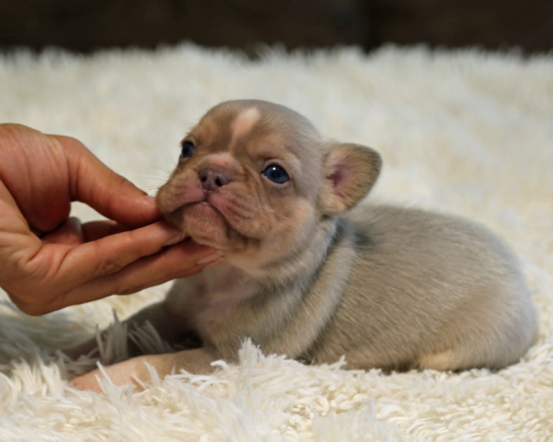 TITAN — New Shade Isabella & Tan Male Frenchie with White Blaze