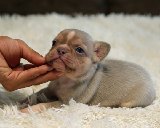 TITAN — New Shade Isabella & Tan Male Frenchie with White Blaze
