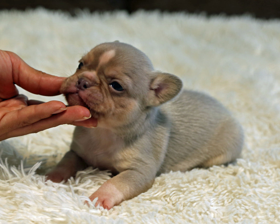 TITAN — New Shade Isabella & Tan Male Frenchie with White Blaze