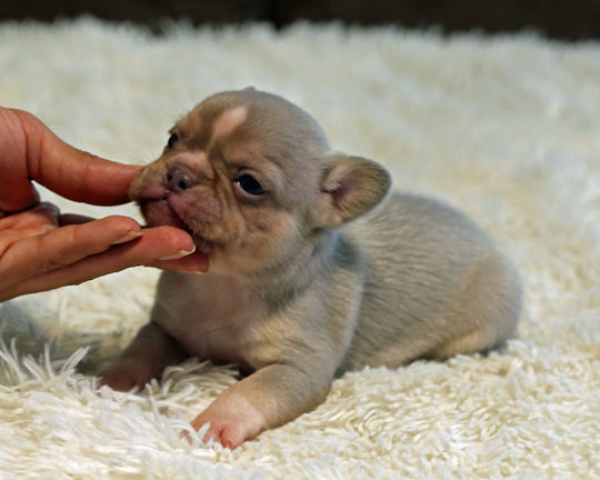 TITAN — New Shade Isabella & Tan Male Frenchie with White Blaze