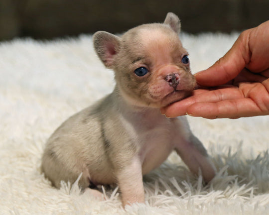 ONYX — Isabella Merle Male Frenchie