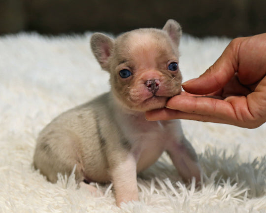 ONYX — Isabella Merle Male Frenchie