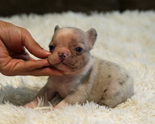 ONYX — Isabella Merle Male Frenchie