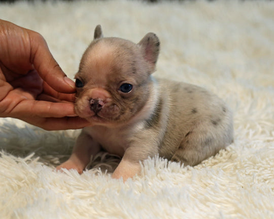 ONYX — Isabella Merle Male Frenchie