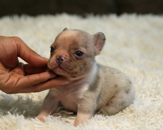 ONYX — Isabella Merle Male Frenchie