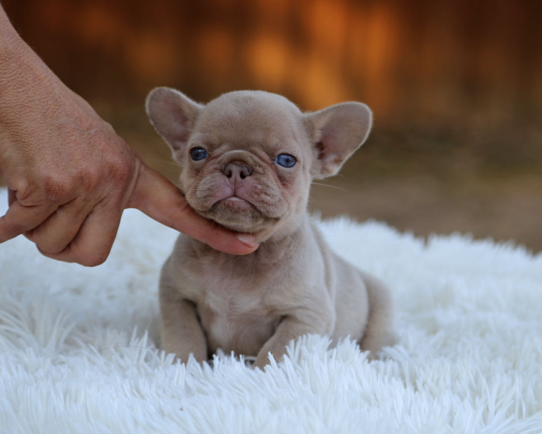 AMBER — New Shade Isabella & Tan Female Frenchie