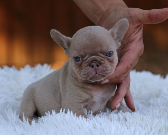 AMBER — New Shade Isabella & Tan Female Frenchie