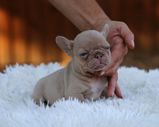 AMBER — New Shade Isabella & Tan Female Frenchie