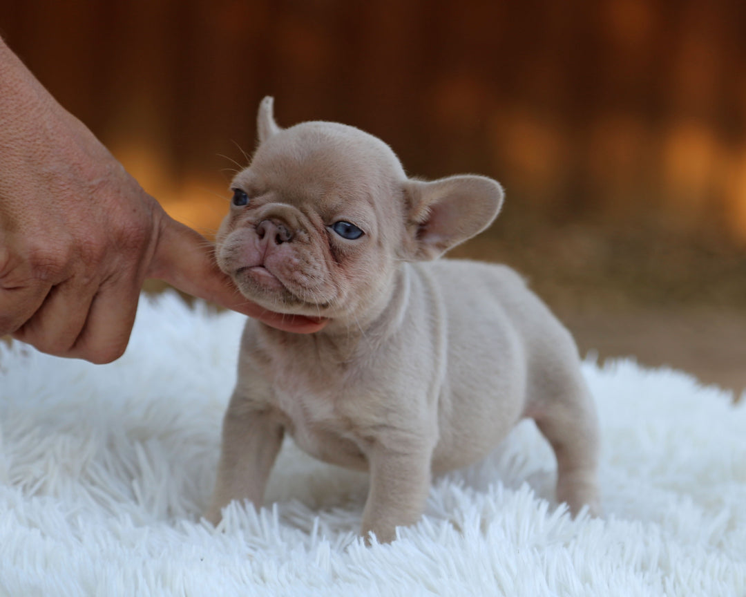 AMBER — New Shade Isabella & Tan Female Frenchie