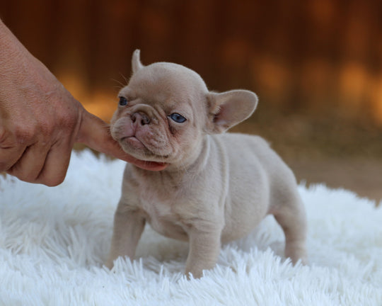 AMBER — New Shade Isabella & Tan Female Frenchie