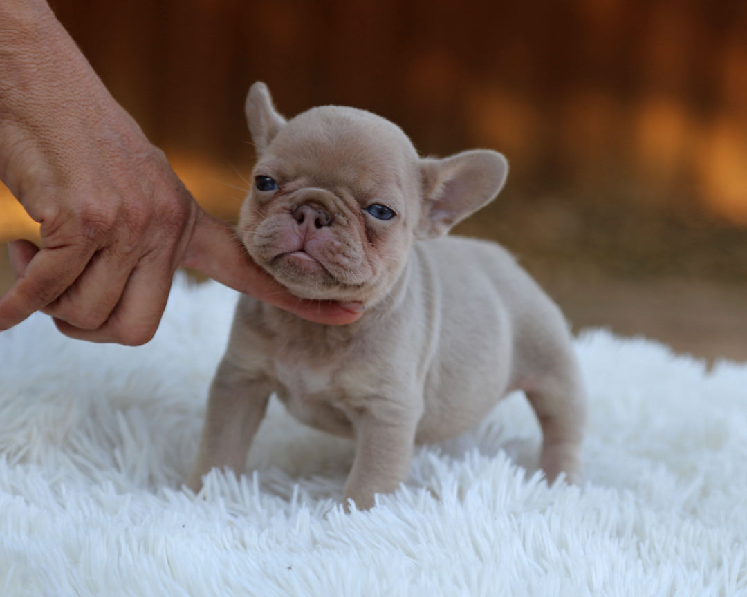AMBER — New Shade Isabella & Tan Female Frenchie