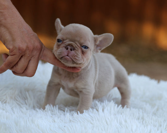 AMBER — New Shade Isabella & Tan Female Frenchie