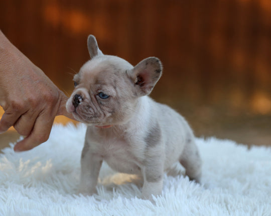 ONYX — Isabella Merle Male Frenchie