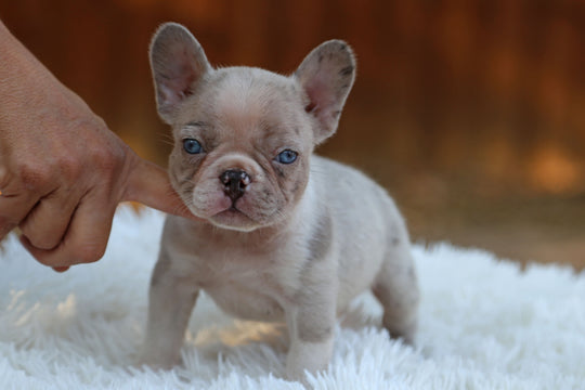 ONYX — Isabella Merle Male Frenchie