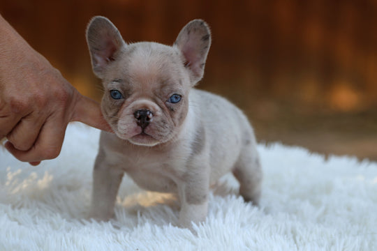 ONYX — Isabella Merle Male Frenchie