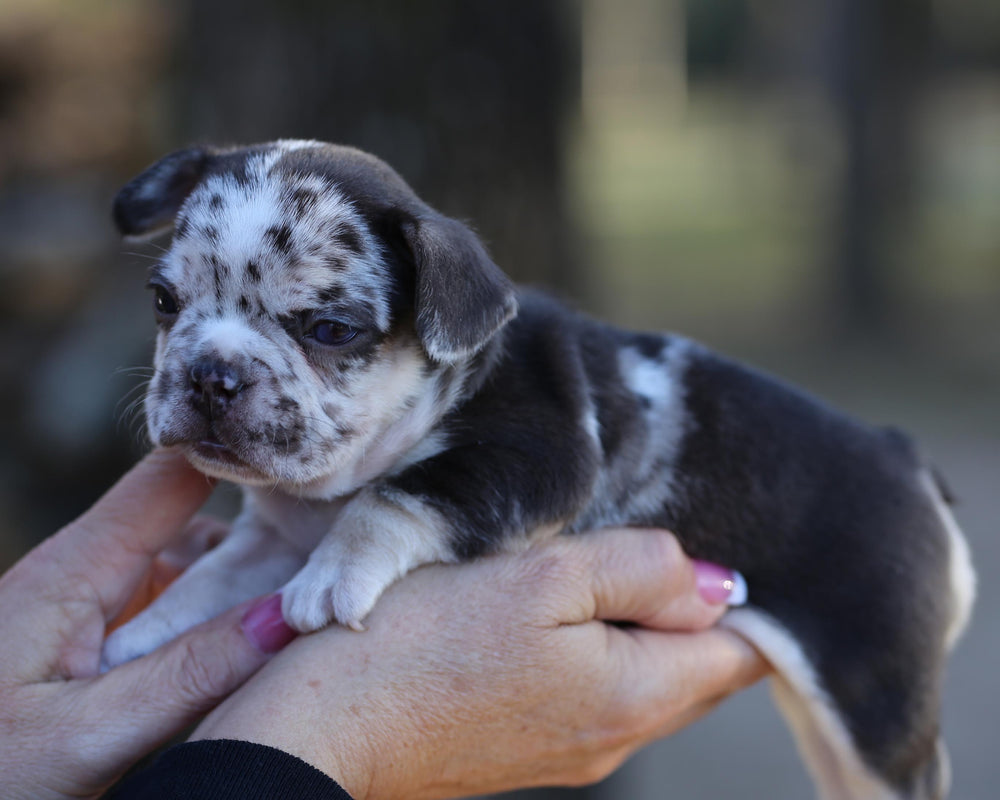 RUBY! Exceptional Chocolate Merle French Bulldog, Female