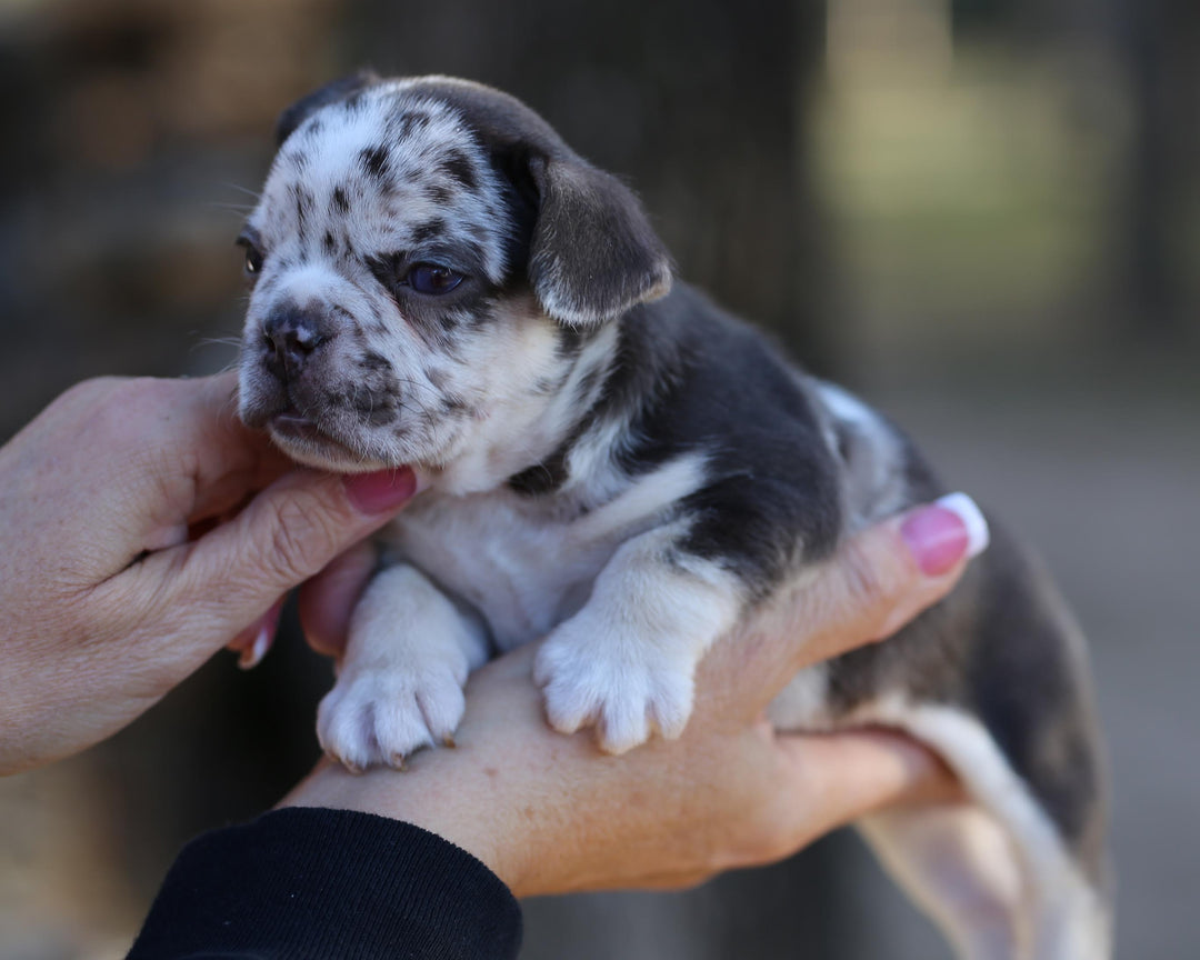 RUBY! Exceptional Chocolate Merle French Bulldog, Female