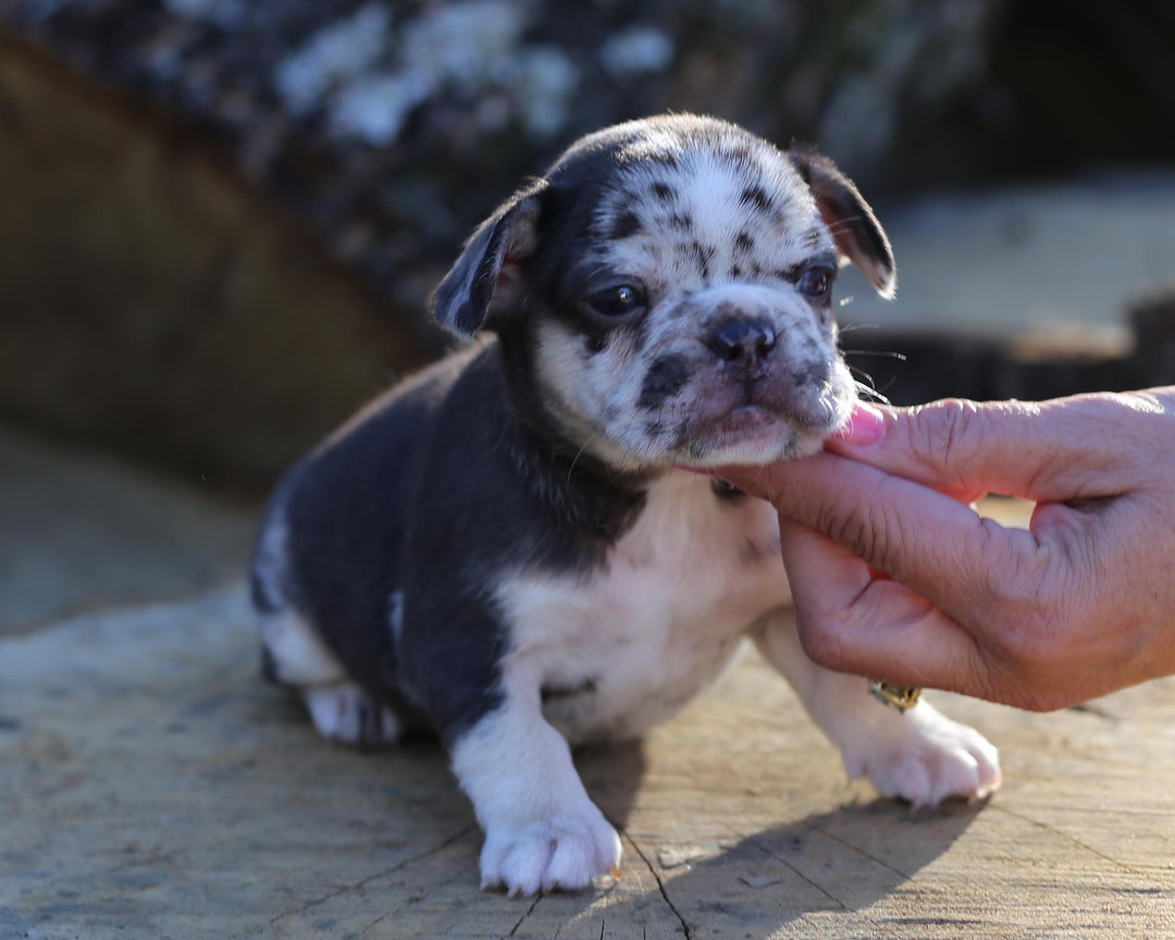 RUBY! Exceptional Chocolate Merle French Bulldog, Female