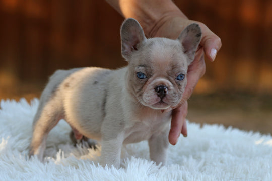ONYX — Isabella Merle Male Frenchie