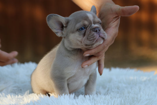 TITAN — New Shade Isabella & Tan Male Frenchie with White Blaze