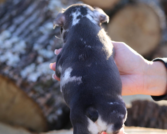 RUBY! Exceptional Chocolate Merle French Bulldog, Female