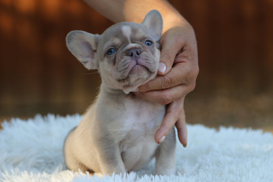 TITAN — New Shade Isabella & Tan Male Frenchie with White Blaze