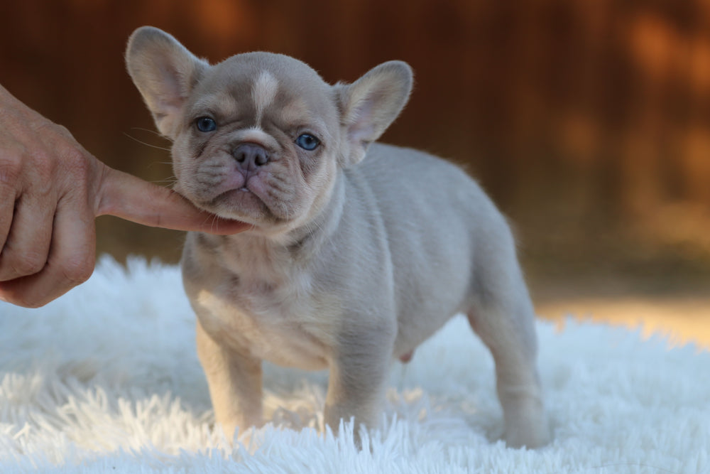 TITAN — New Shade Isabella & Tan Male Frenchie with White Blaze