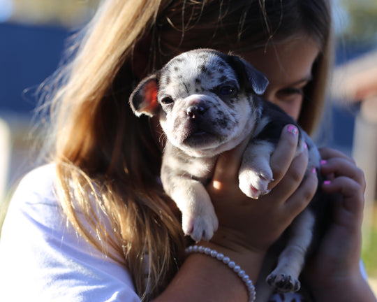 RUBY! Exceptional Chocolate Merle French Bulldog, Female