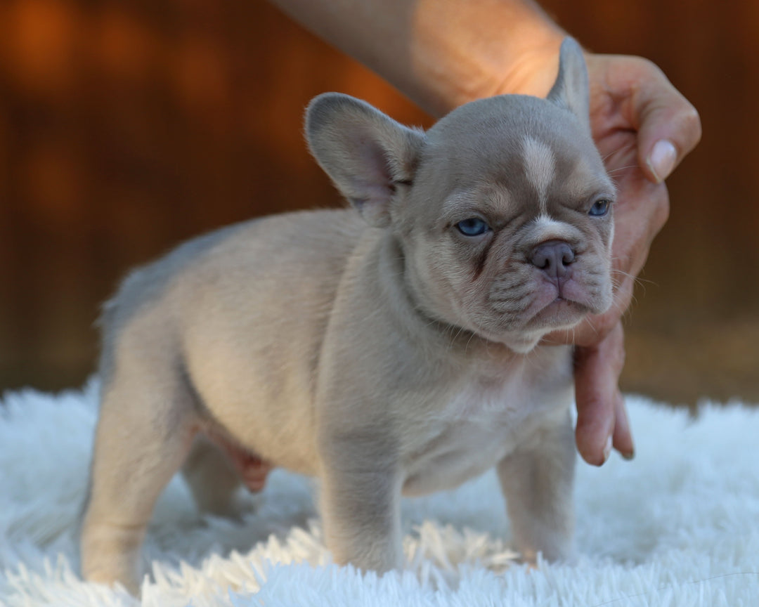 TITAN — New Shade Isabella & Tan Male Frenchie with White Blaze