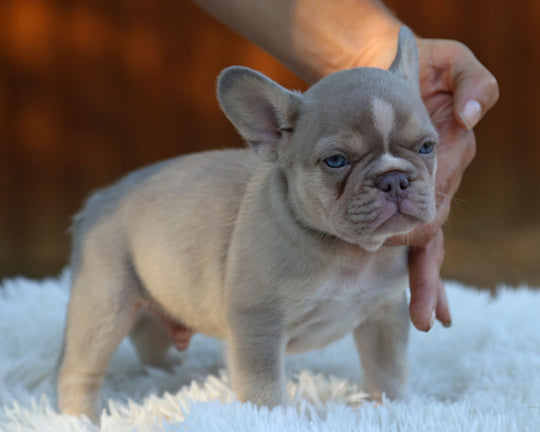 TITAN — New Shade Isabella & Tan Male Frenchie with White Blaze