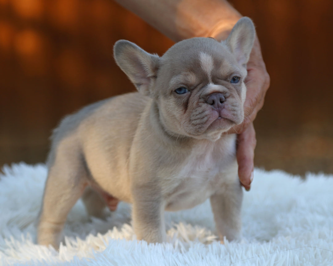 TITAN — New Shade Isabella & Tan Male Frenchie with White Blaze